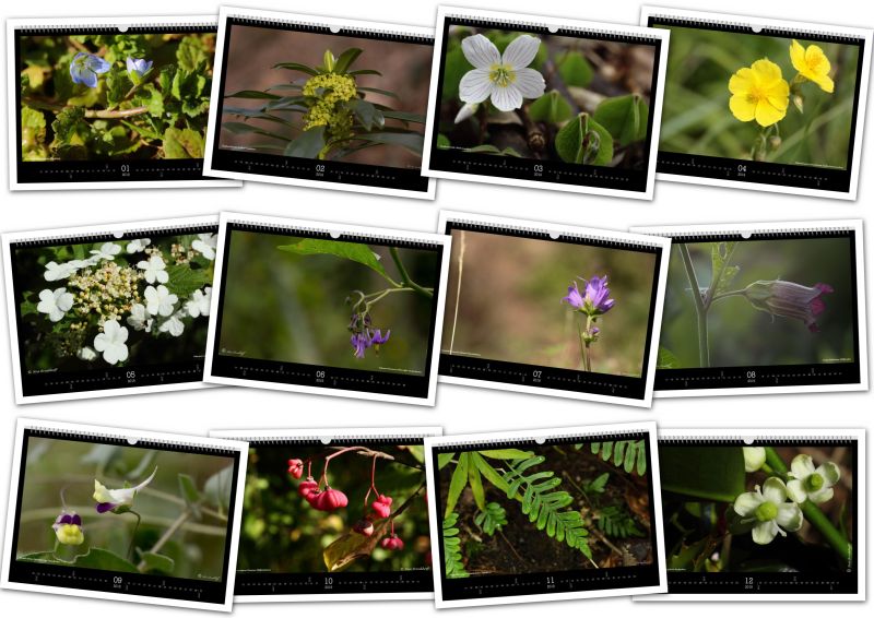 Flora-Ahrweiler-Collage-klein