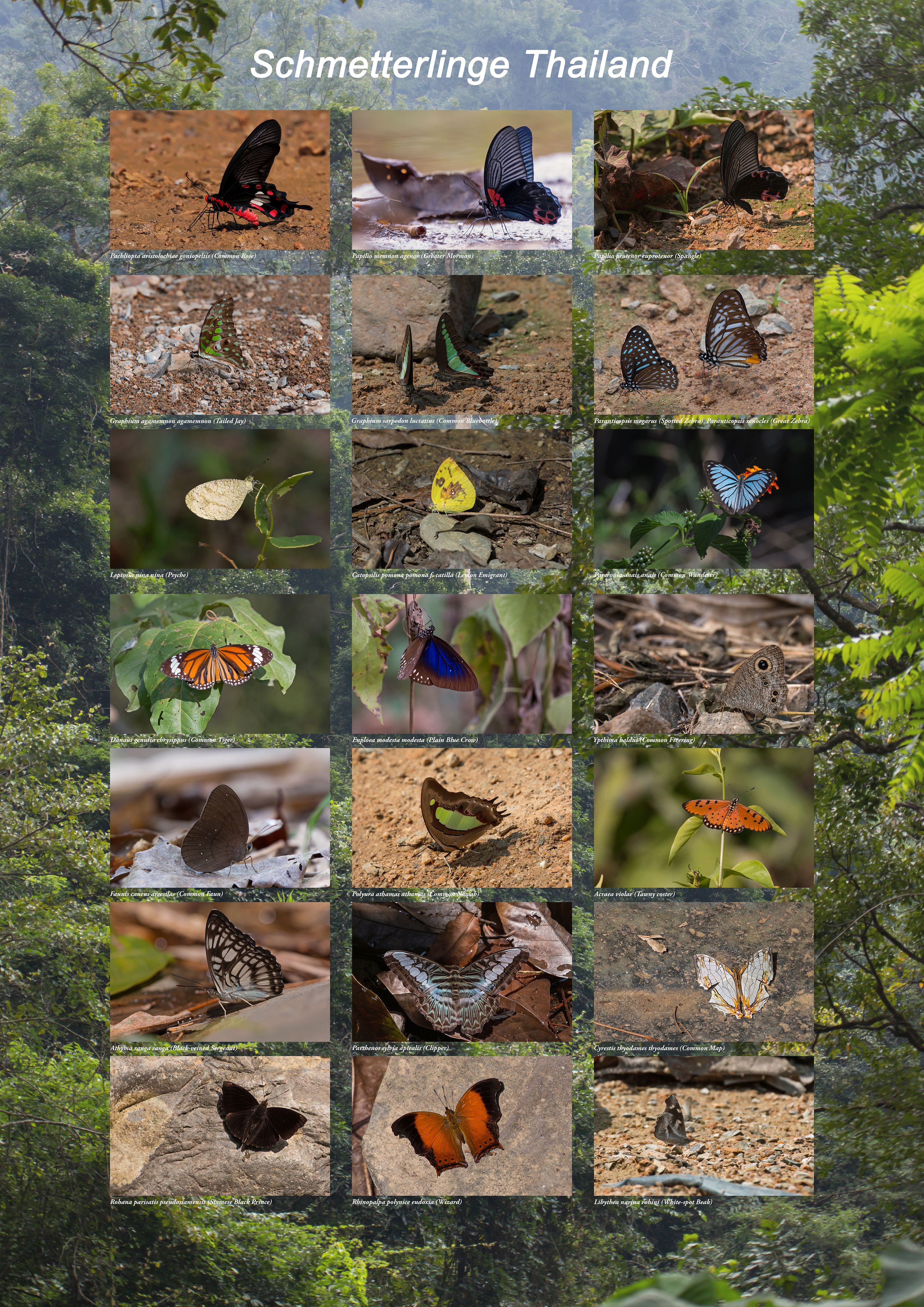 Schmetterlinge_Thailand_Poster
