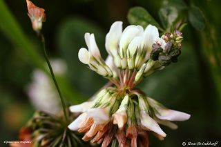 Flora Ahrweiler Hülsenfrüchtler