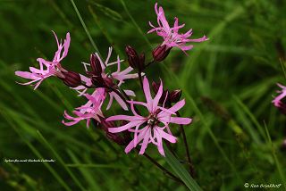 Flora Ahrweiler Nelkengewächse
