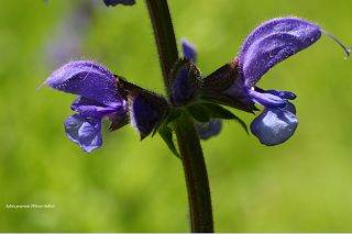 Flora Ahrweiler Rachenblütler