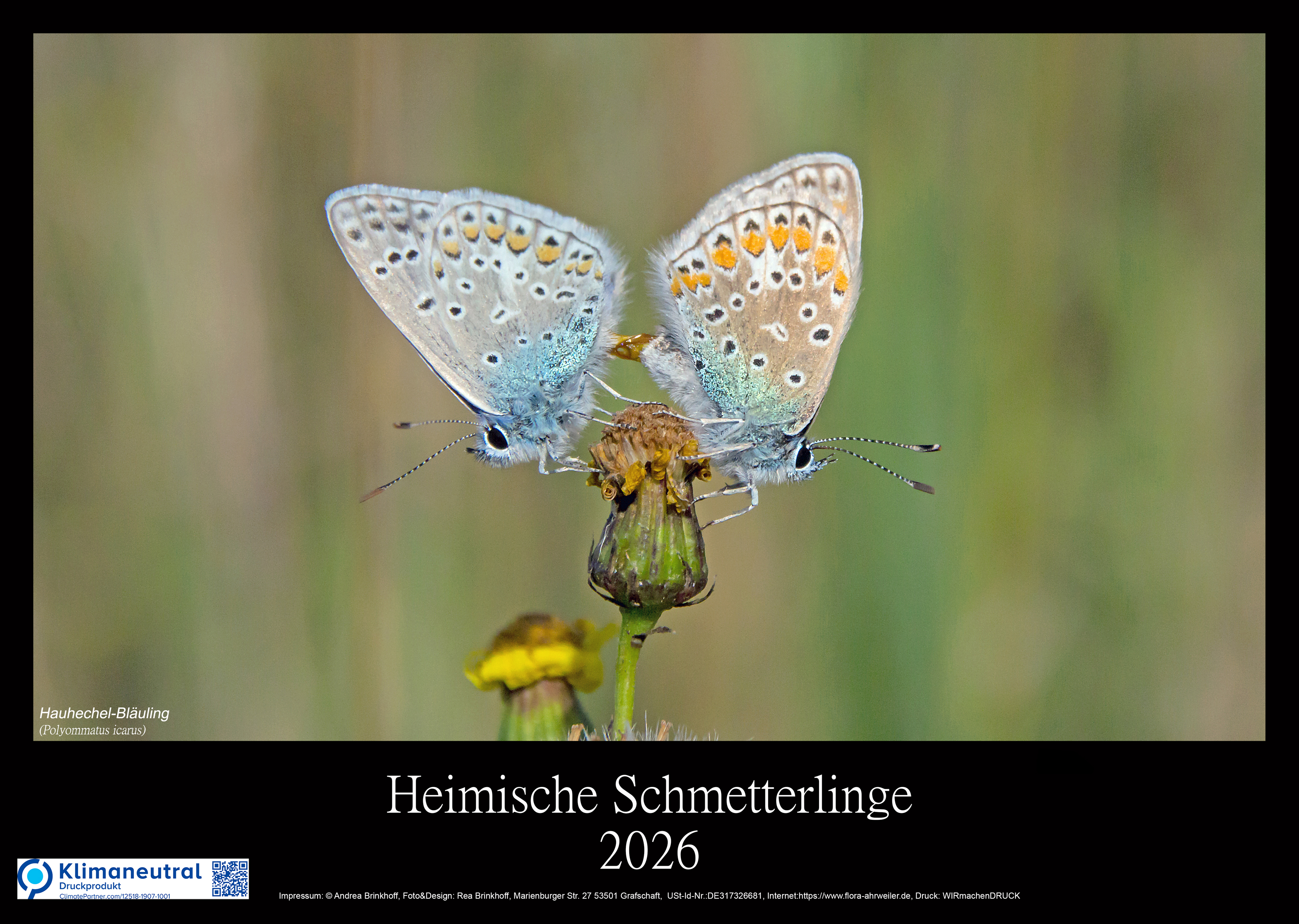 Heimische Schmetterlinge