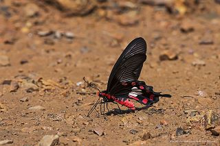 Schmetterlinge Thailand