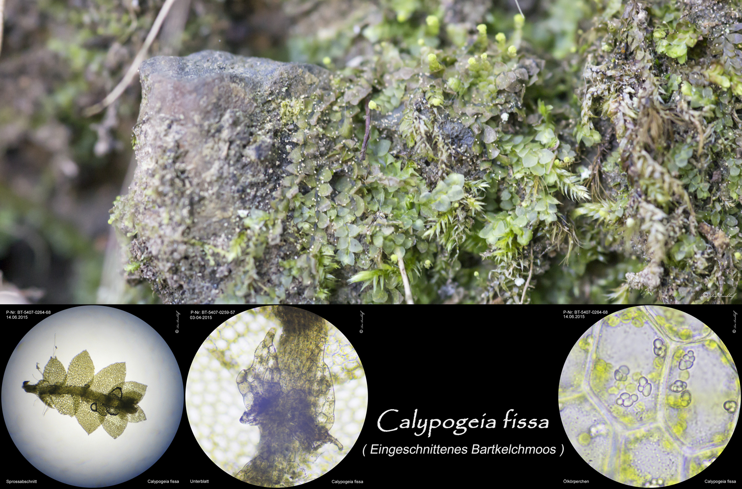 Flora Ahrweiler 20220013